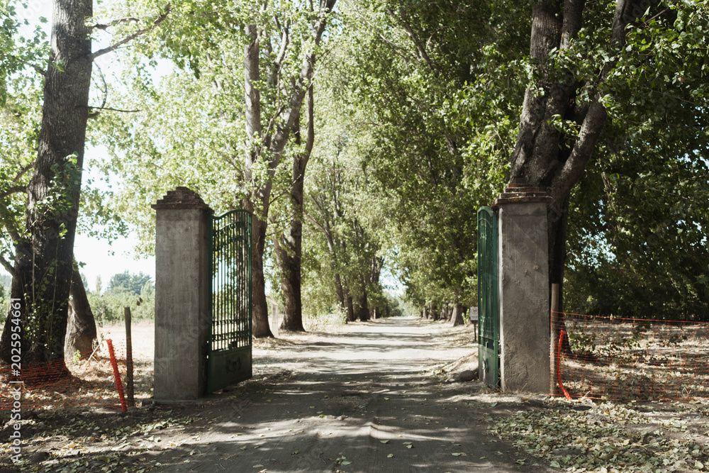 Fototapeta premium Sunlit path leads through tall green trees