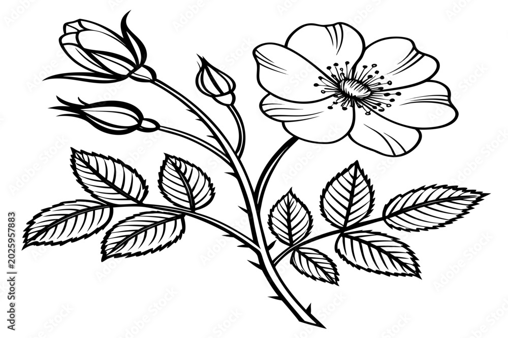 Obraz premium coloring-page line art the morning glory flower black vector