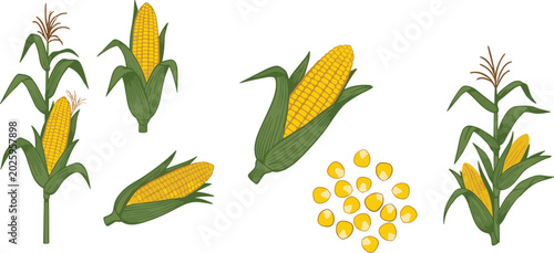 Quadro su tela Fresh sweet corn agricultural vector elements set featuring growing maize plants