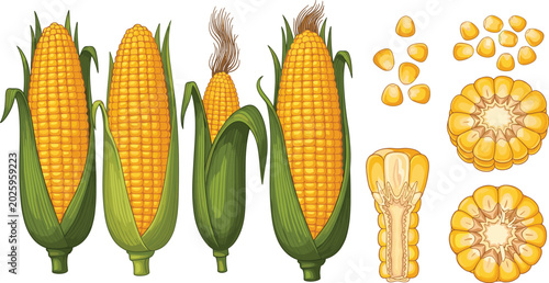 Foto Fresh sweet corn vector illustration design kit with yellow maize cobs in green