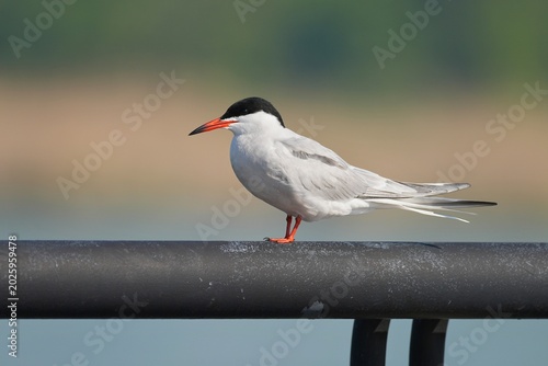 Photos The common tern (Sterna hirundo) is a seabird in the family Laridae