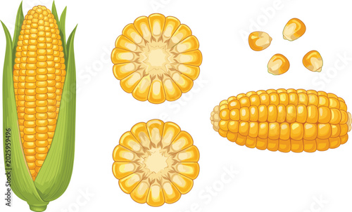 Photos Fresh sweet corn vector illustration set featuring whole cob in green husk shuck