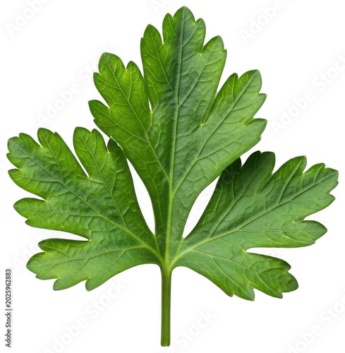 Fresh vibrant green parsley leaf with visible veins and stem, shot close-up, isolated transparent background image