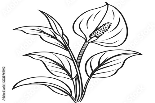 Bild auf Leinwand coloring page line art the pasque flower black vector