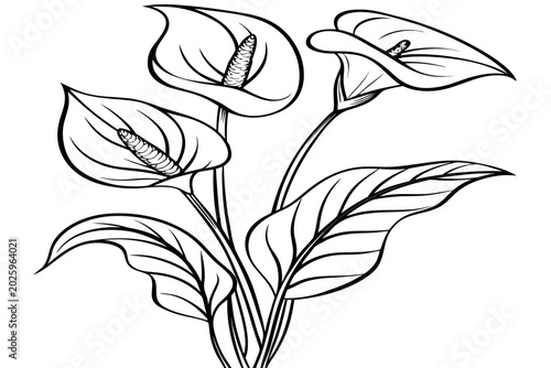 Bild auf Leinwand coloring page line art the pasque flower black vector