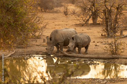 Quadro su tela Southern White Rhinos or Rhinoceros at a Waterhole in South Africa
