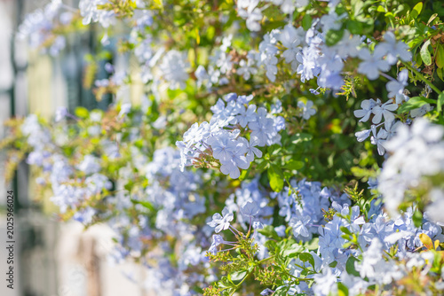 Foto Clusters of pale blue plumbago flowers bloom vibrantly in the sunlight