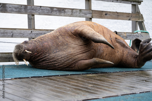 Billede på lærred Massive walrus relaxing near harbor in Arctic waters