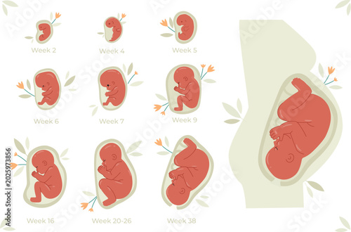 Human Fetal Development Stages and Pregnancy Progress Infographic Illustration