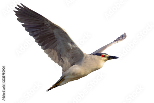 Photography Black crowned night heron (Nycticorax nycticorax) in flight in south Florida