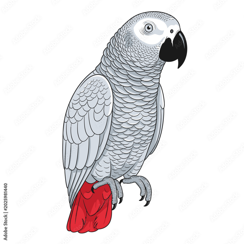 Obraz premium Captivating African Grey Parrot Illustration with Detailed Plumage and Red Tail.