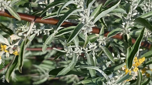 Russian olive tree branch with blooming yellow flowers and silvery-green leaves in spring garden close up view. Beautiful nature background showcasing fragrant oleaster blossoms detailed plant texture