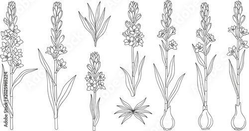 Obraz na płótnie Tuberose flower line art vector illustration set with black outlines stalks bulbs leaves isolated on white background