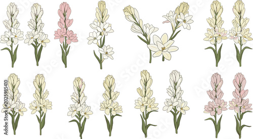 Tableau sur toile Tuberose flower botanical vector illustration set with white pink stalks blossoms buds isolated on white background