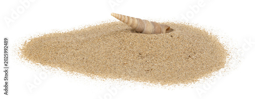 Foto Coquillage sur un fond de sable de plage