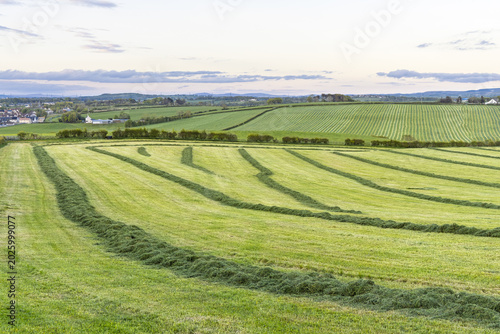 Photos Mown Grass Windrows in Rural Fields Ready for Silage Production