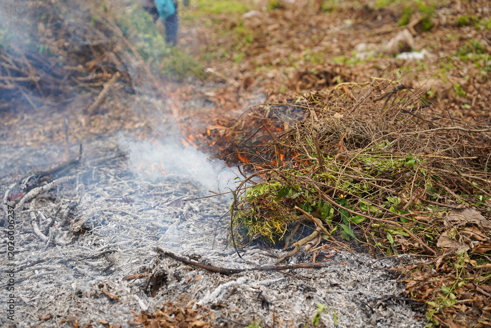 Fototapeta premium Burning piles of dry branches and organic waste in rural farmland create thick smoke and ash during agricultural land clearing. Environmental pollution, wildfire danger and climate crisis concept.