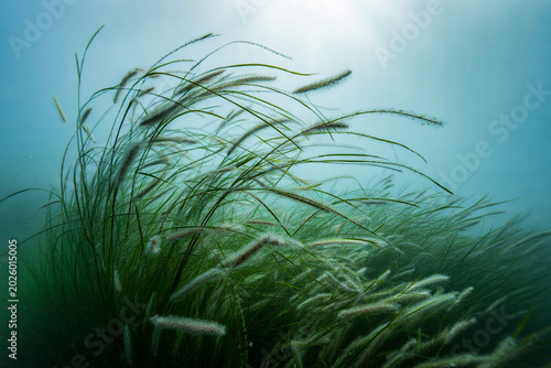 Fresh Green Grass Blades Nature Closeup