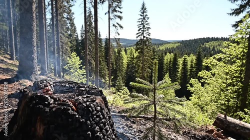 Smoldering tree stump in sunlit conifer forest