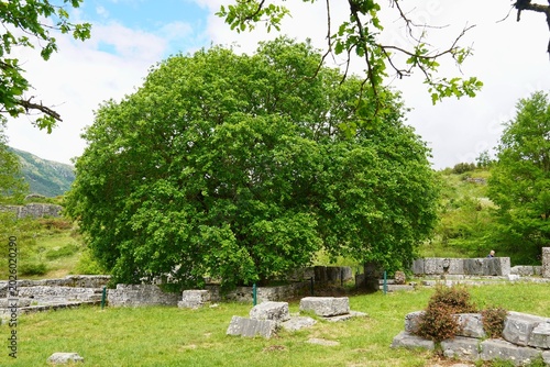 Canvas Print Ruins of the ancient shrine or holy house and the famous oak tree at Dodoni, Greece