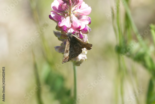 Fotografie Dingy skipper (Erynnis tages) butterfly sitting on a pink flower in Zurich, Swit