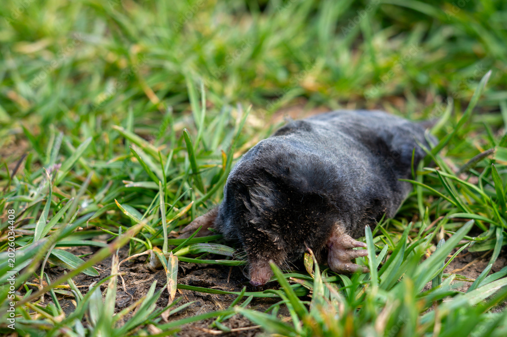 Fototapeta premium A dead mole is lying in the garden a nuisance.