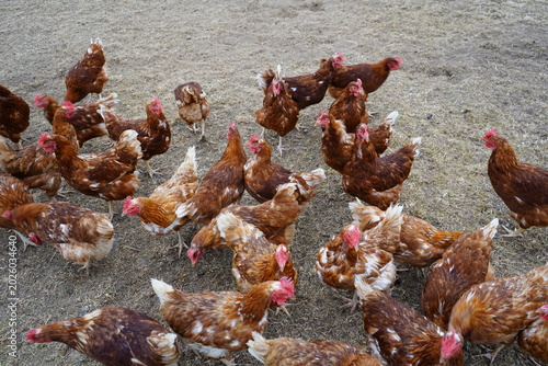 Tableau sur toile The selected brown hens are typical layers, often kept in free-range or organic systems