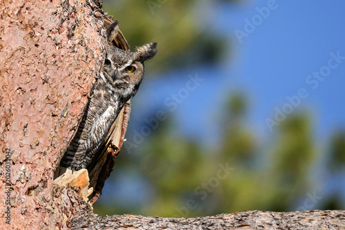 Great horned owl - Mom