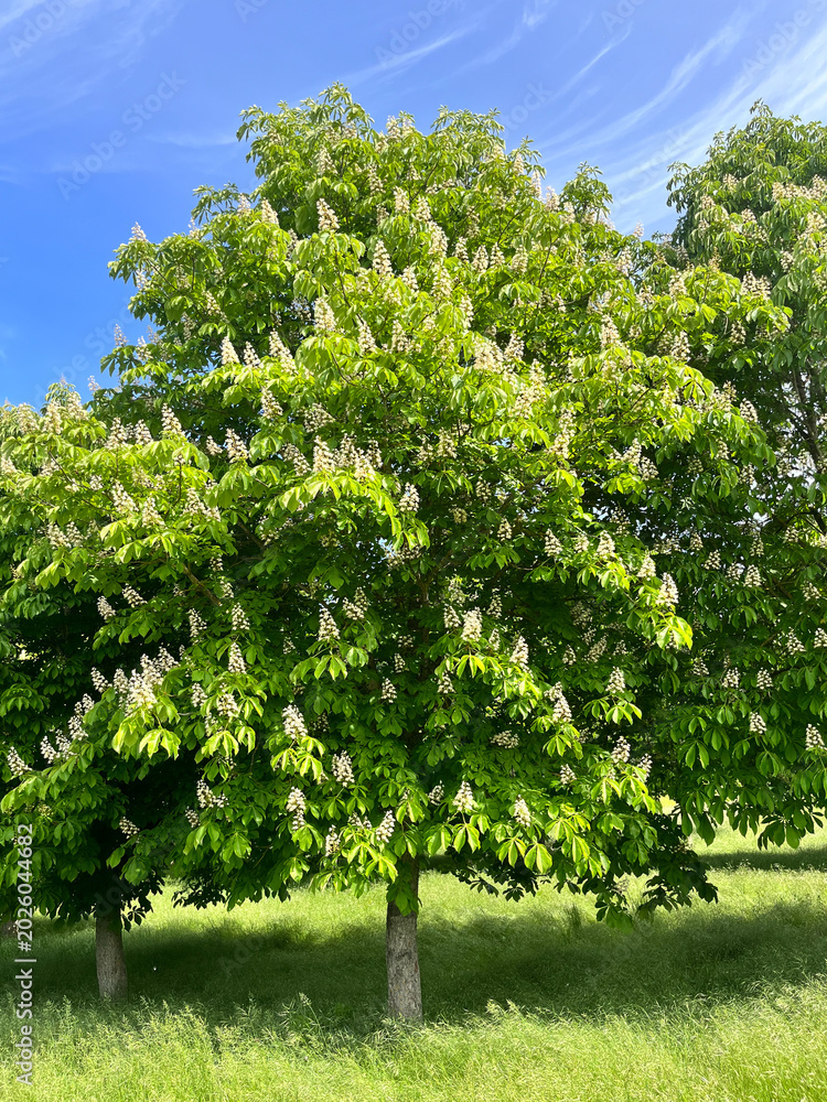 Fototapeta premium ARBOLES DE CASTAÑO DE INDICAS AL AIRE LIBRE. AESCULUS HIPPÒCASTANUM.