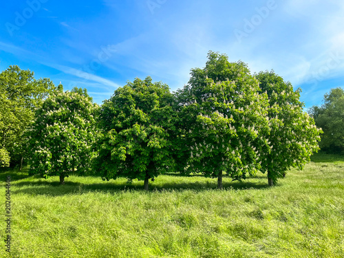 ARBOLES DE CASTAÑO DE INDICAS AL AIRE LIBRE. AESCULUS HIPPÒCASTANUM.