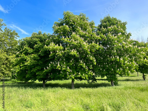 ARBOLES DE CASTAÑO DE INDICAS AL AIRE LIBRE. AESCULUS HIPPÒCASTANUM.