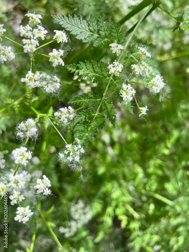 FONDO CON HOJAS Y FLORES. FONDO CUBIERTO. ANTRISCO, ANTHRISCUS SYLVESTRIS.