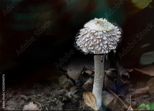 Mushroom in the forest
