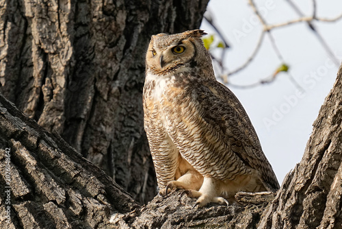 Great Horned Owl
