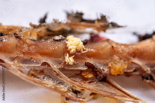 Εκτύπωση καμβά Macro close-up fish bones skeleton fly eggs white yellow clusters maggot develop