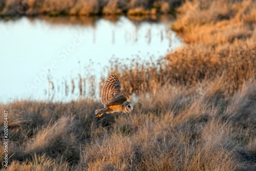 Barn Owl - Utah