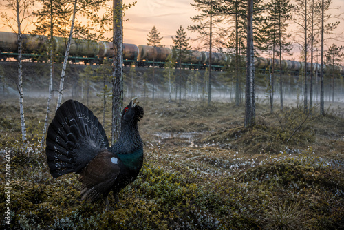 Male capercaillie displaying in misty forest at sunrise