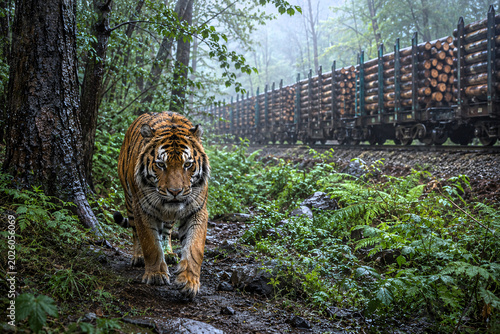 Majestic tiger walking through forest with logging train in background  