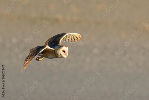 Barn Owl - flyby