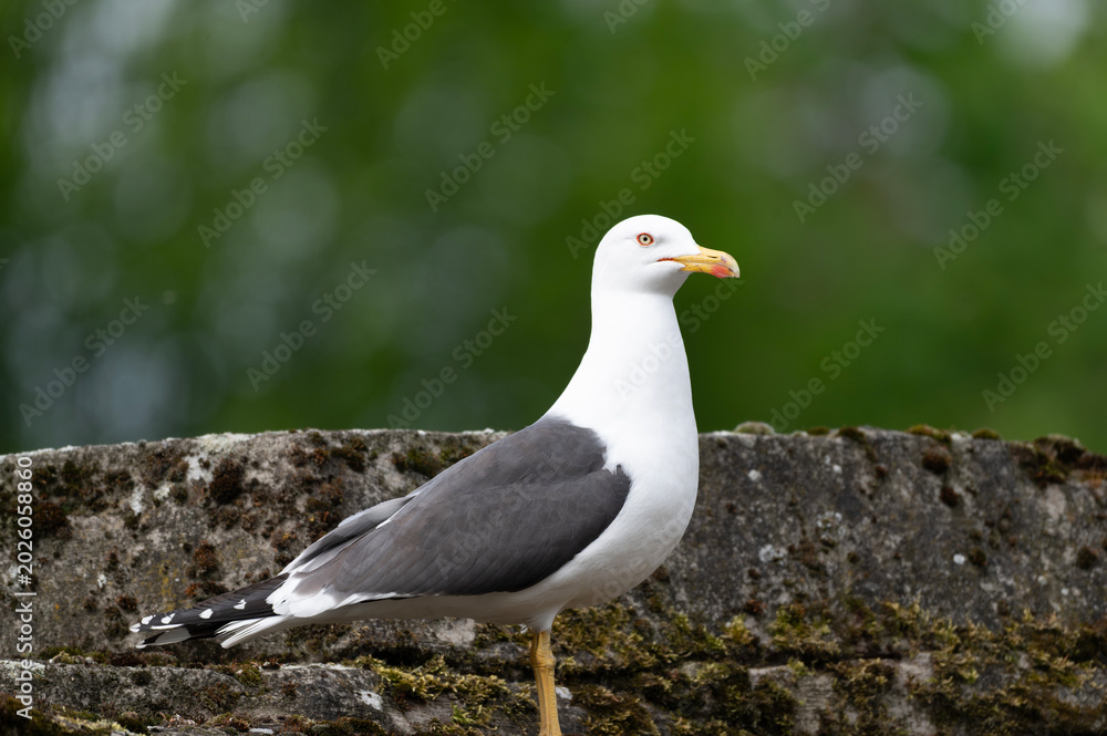 Fototapeta premium Lesser Black-backed Gull Perched on Stone Wall