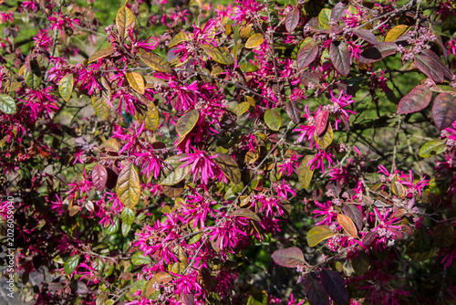 I tipici fiori viola di un Loropetalum chinense fire dance