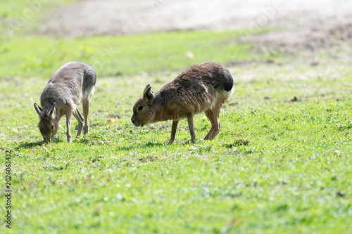 Patagonian Maras Grazing