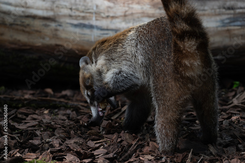 Coati Foraging