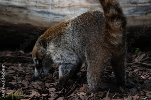 Coati Foraging