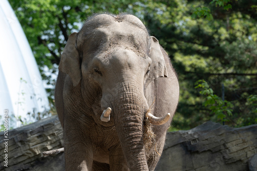 Majestic Asian Elephant at the Zoo