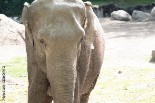 Majestic Asian Elephant in its Habitat