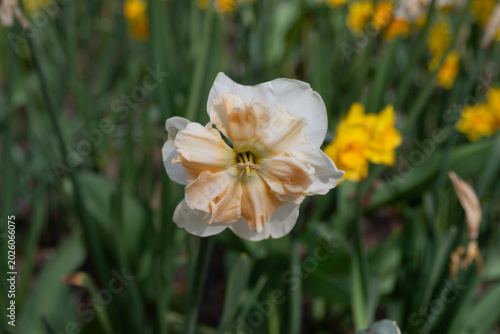 Delicate Daffodil Bloom