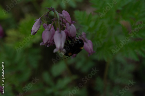 Bleeding Hearts and Bumblebee