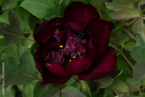 Velvet Night: A Dark Peony in Bloom