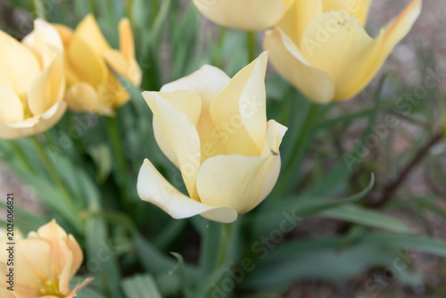Pale Yellow Tulips in Bloom